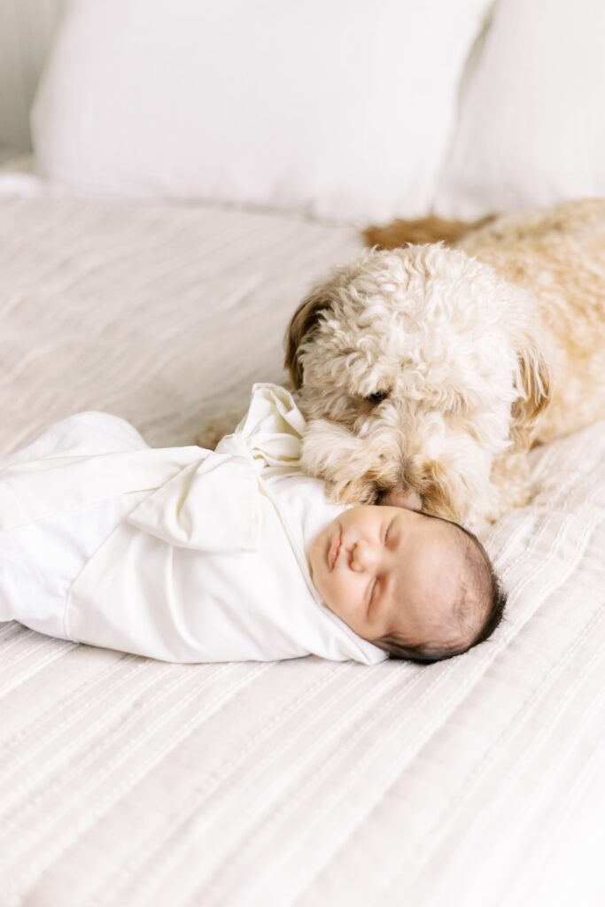 in home newborn photos baby with dog