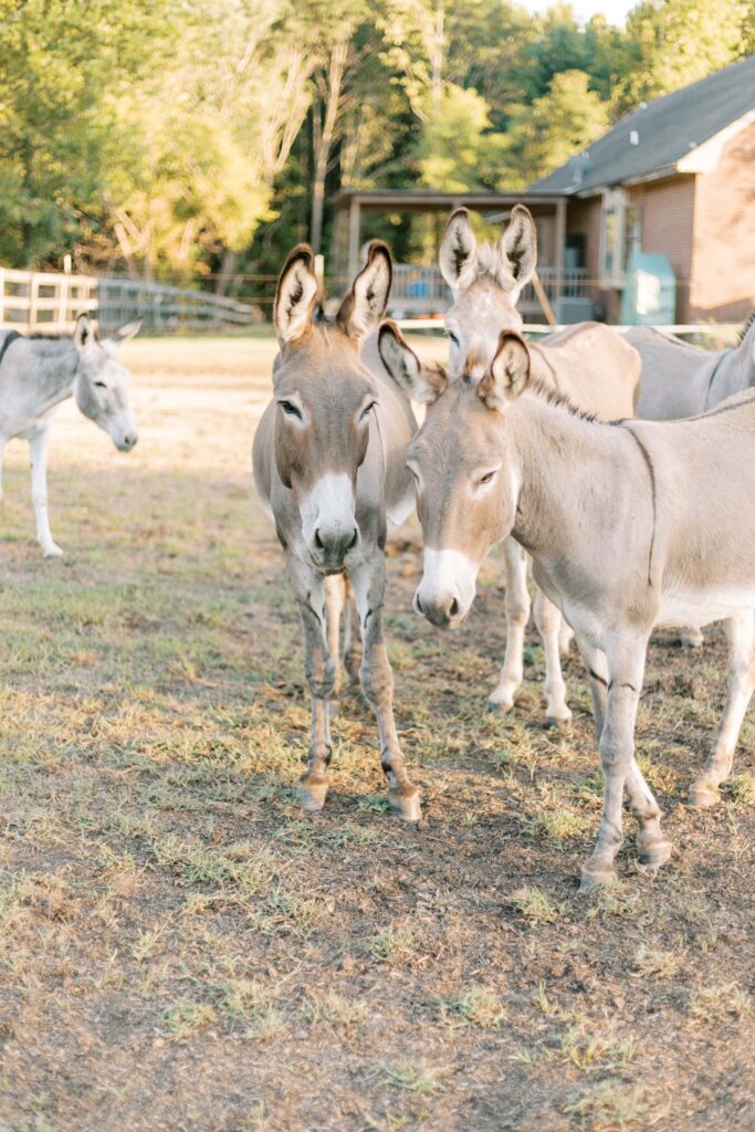 maternity farm photos with donkeys