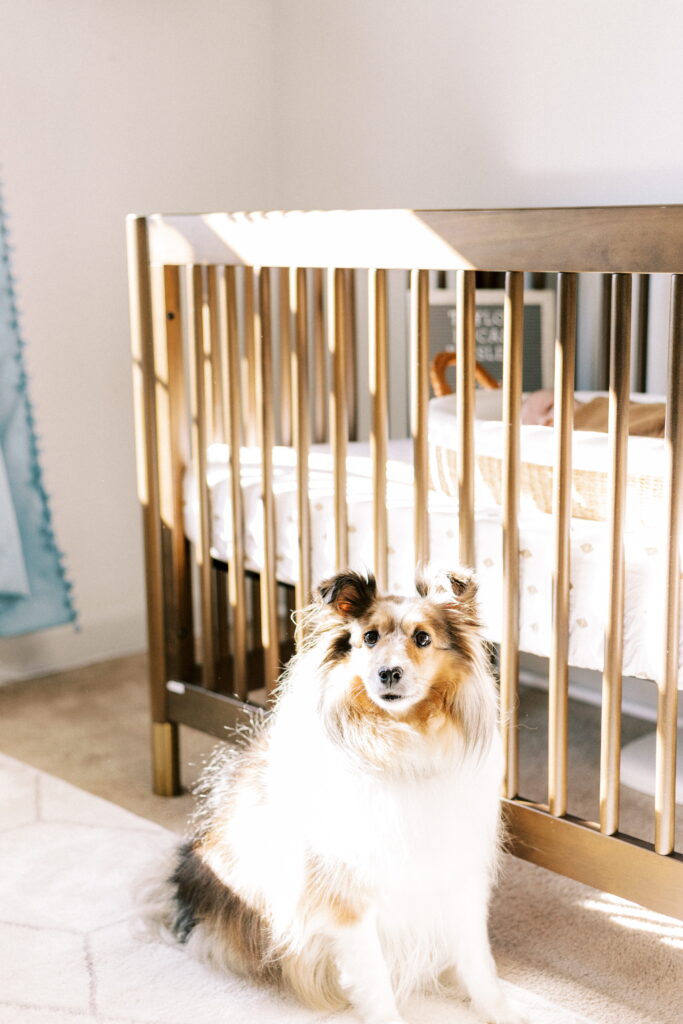 Peoria illinois newborn photographer-1 dog standing in front of crib with baby in newborn photos in peoria illinois